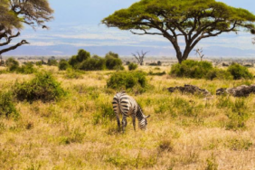 Kenya Savanında 18 Yıllık Deney Büyük Otçulların Ağaç Örtüsündeki Etkisini Gösterdi