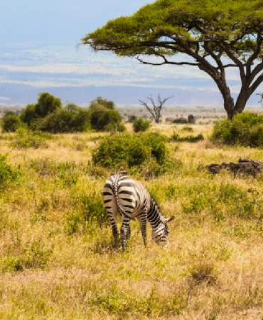 Kenya Savanında 18 Yıllık Deney Büyük Otçulların Ağaç Örtüsündeki Etkisini Gösterdi