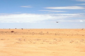 Arap Yarımadası'ndaki Kasırgaların Tetiklediği Çekirge İstilası Afrika ve Asya'yı Etkiledi
