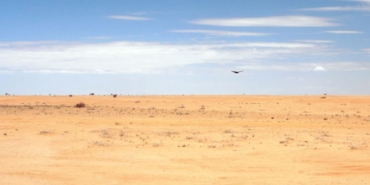Arap Yarımadası'ndaki Kasırgaların Tetiklediği Çekirge İstilası Afrika ve Asya'yı Etkiledi