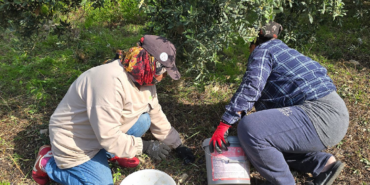 Hatay'da halhalı zeytini hasadı başladı: Kilogram fiyatı bahçede 150 liraya ulaştı