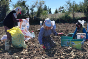 Tokat'ta Coğrafi İşaretli Başçiftlik Beyazı Patatesinde Hasat Dönemi Başladı