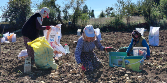 Tokat’ta Coğrafi İşaretli Başçiftlik Beyazı Patatesinde Hasat Dönemi Başladı