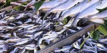 Uskumru, ton balığına karşı omega-3 ve cıva dengesinde öne çıkıyor